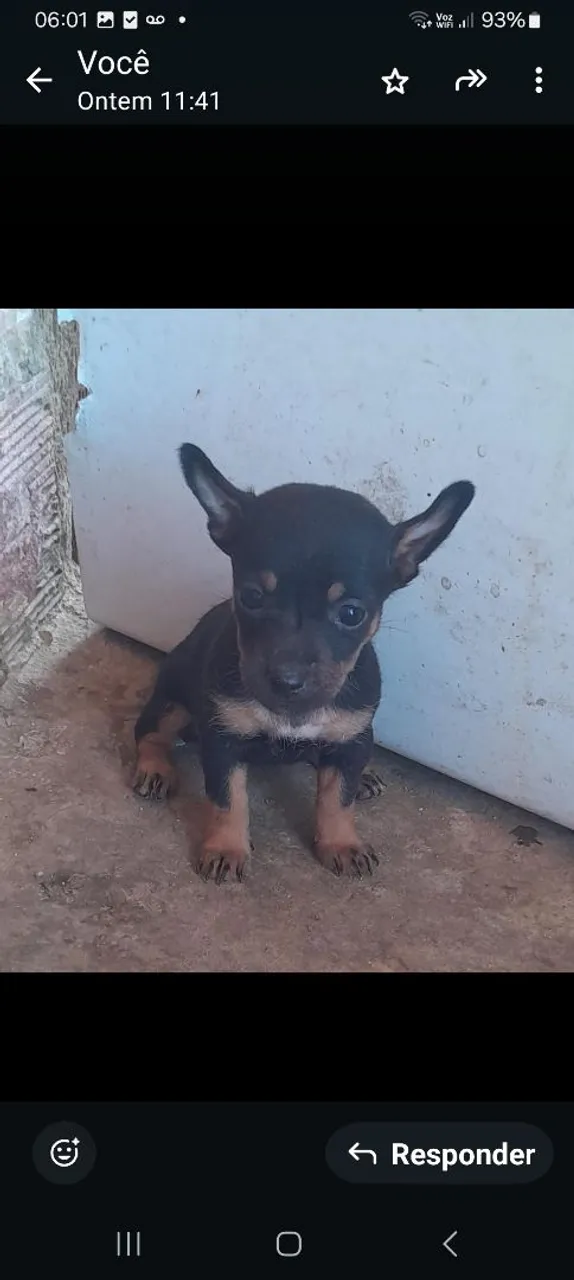 Linda pinscher n.1.tem 36 dias de vida e os pais no local. Eles mede 23 cm.os pais. 500 rs