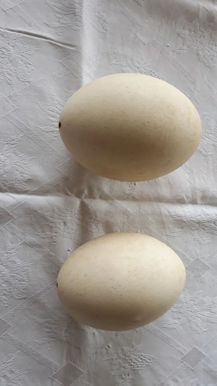 Cascas de Ovos de Ema - Foto 2