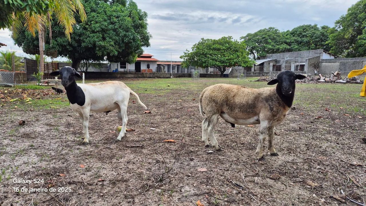 Vendo carneiros da raça Dorper PO (puro de origem) e 3/4 - Foto 4