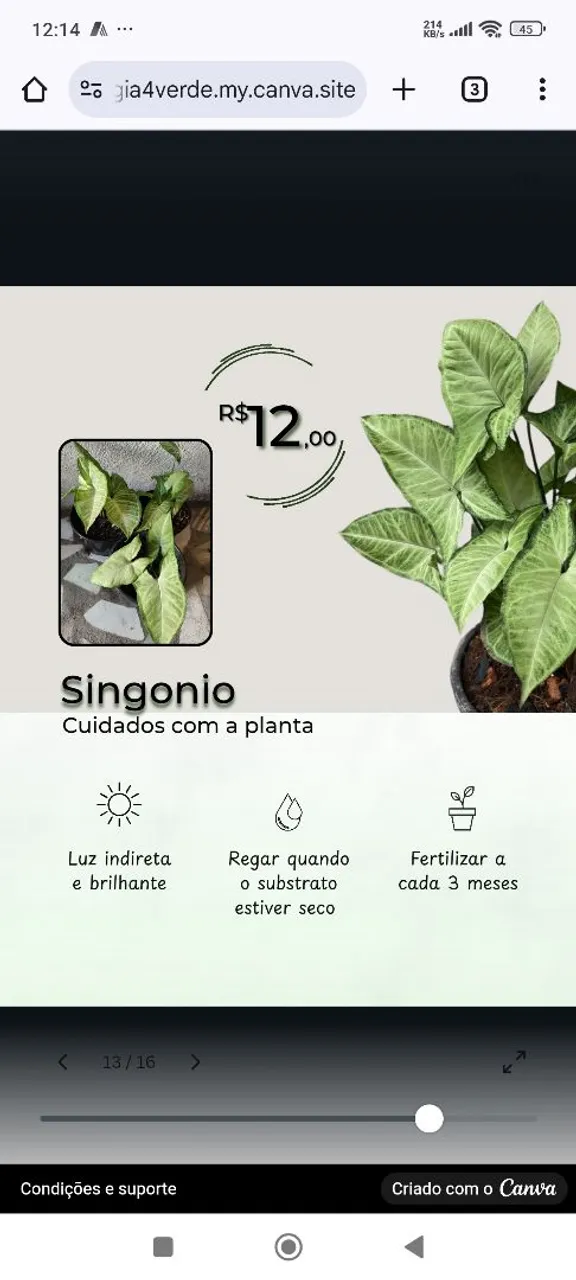  Planta syngonium para decorar sua casa!