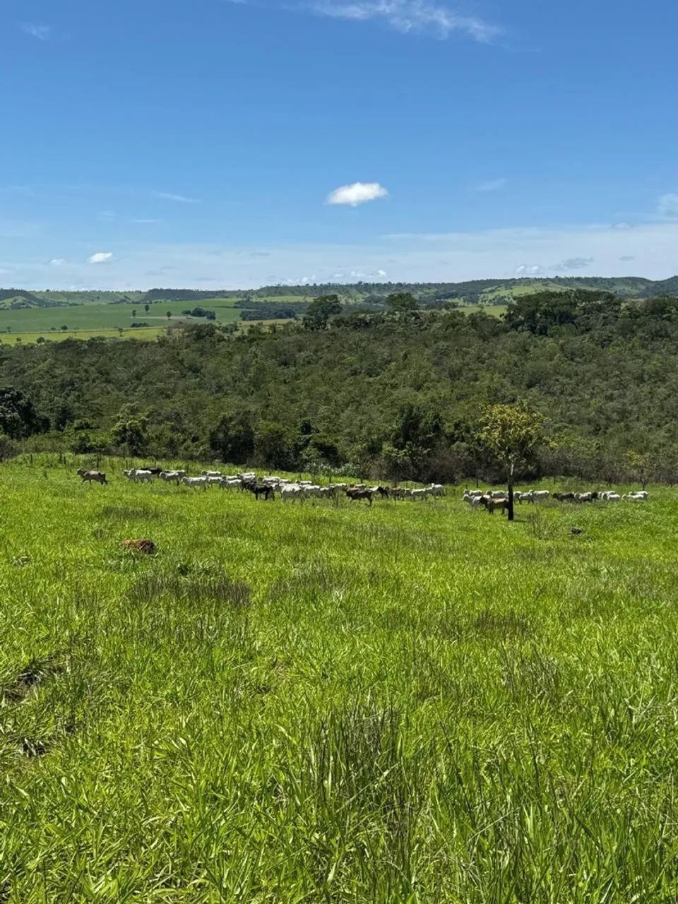 Fazenda de 25.5 alqueires  - Foto 4