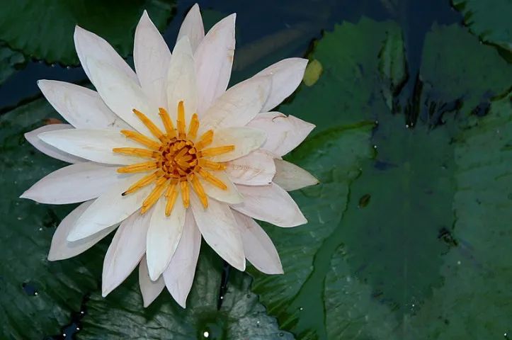 5 Sementes Flor De Lótus Nelumbo Nucifera Ninféia - Foto 6