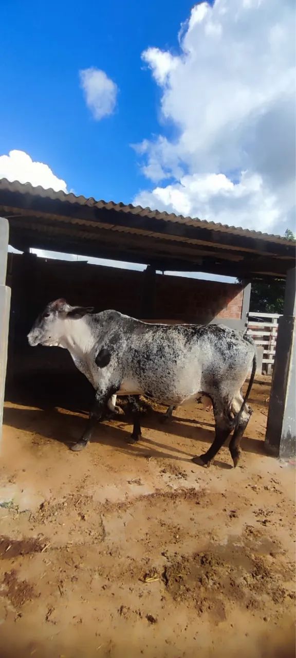 Vendo vacas girolandas - Foto 5