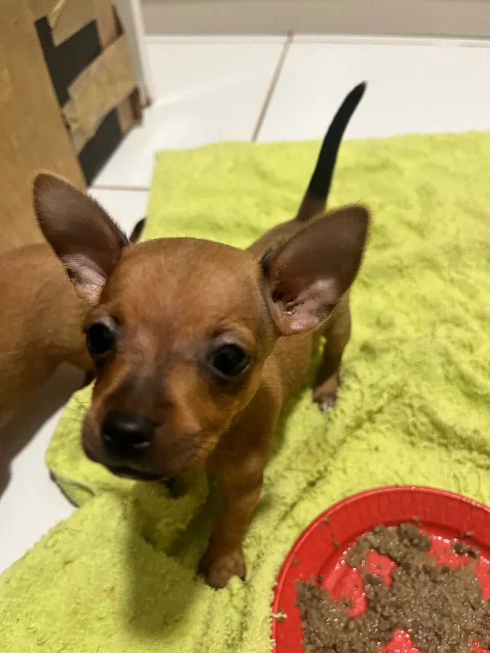 Pinscher macho - Foto 3