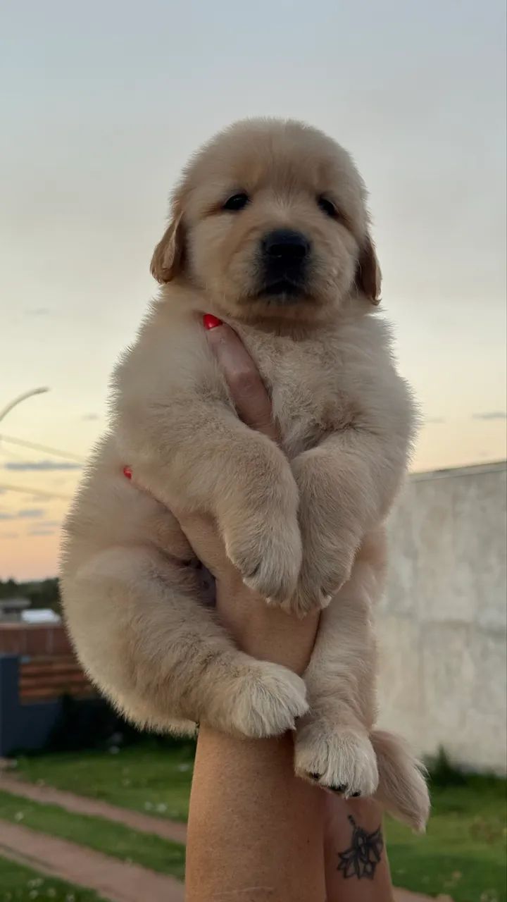 Vendo Golden retriever Macho! - Foto 3