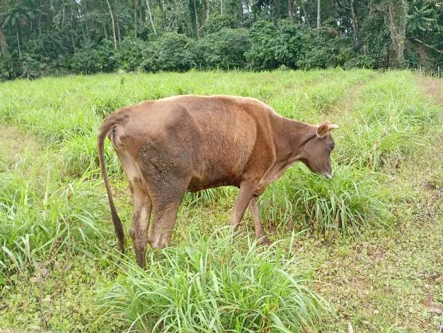 Vaca Jersey  - Foto 3
