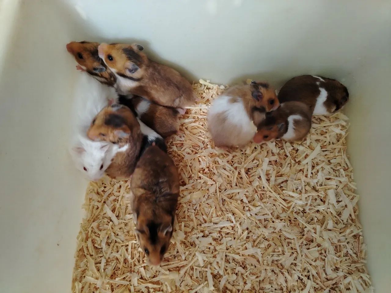 Hamster sírio  - Foto 2