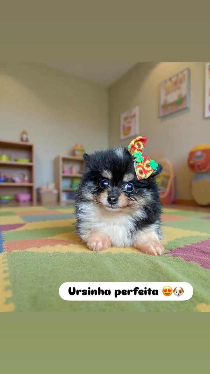 Lulu da Pomerania anão - Foto 2