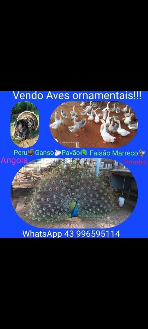 GALINHA  - Foto 5