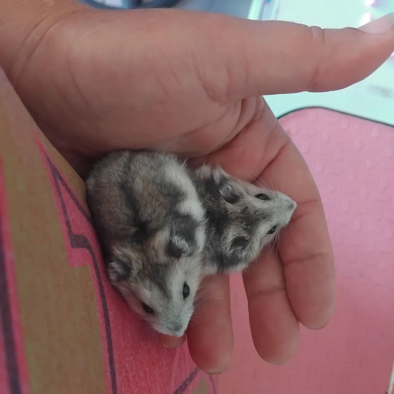 Hamster filhotes machos