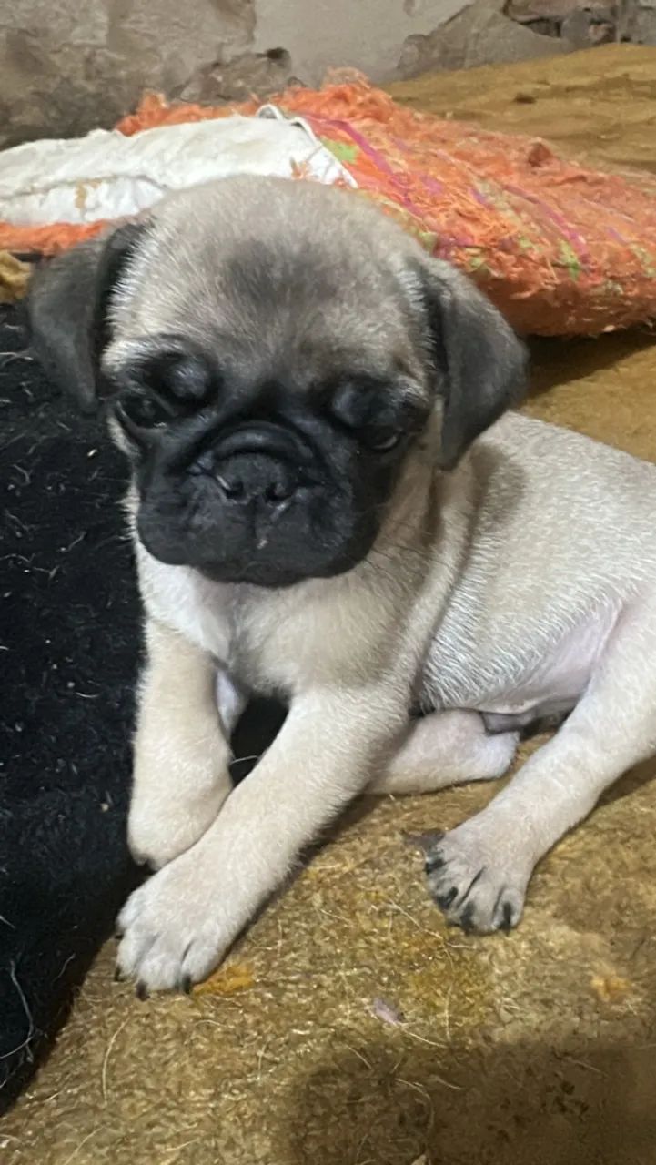 Filhote de pug macho 