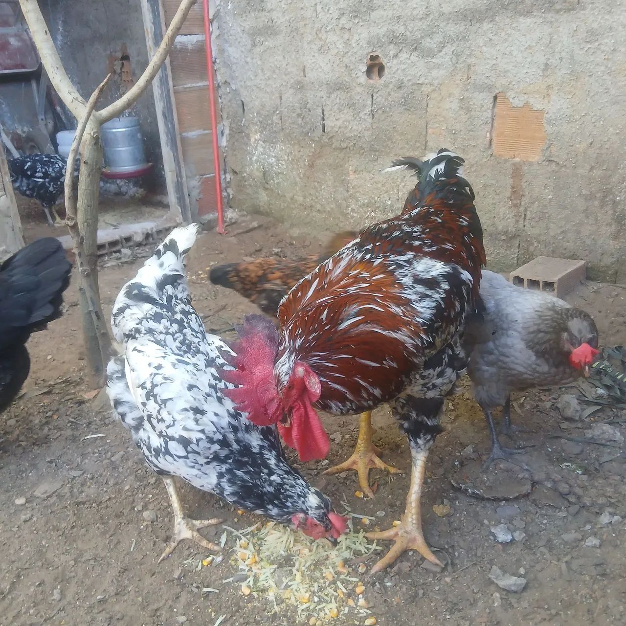 Tenho casal de galinha balão  - Foto 2