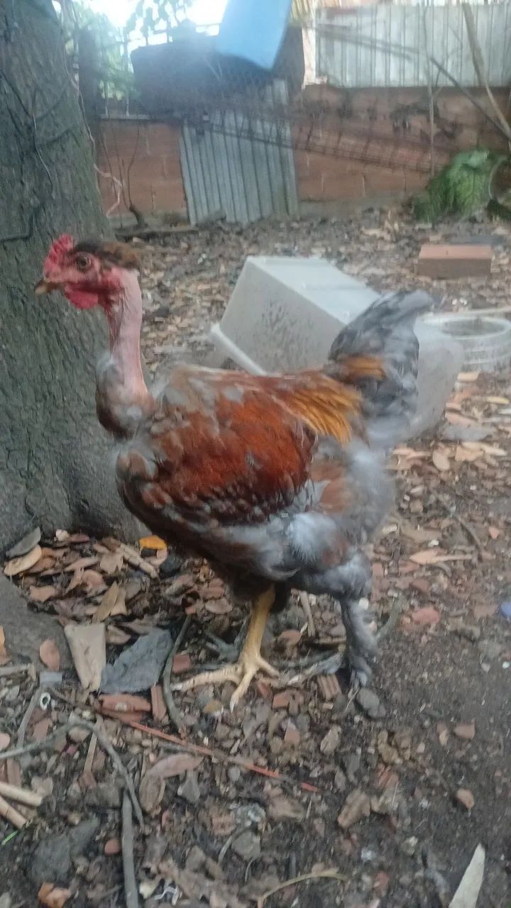 Galo e frango  - Foto 2