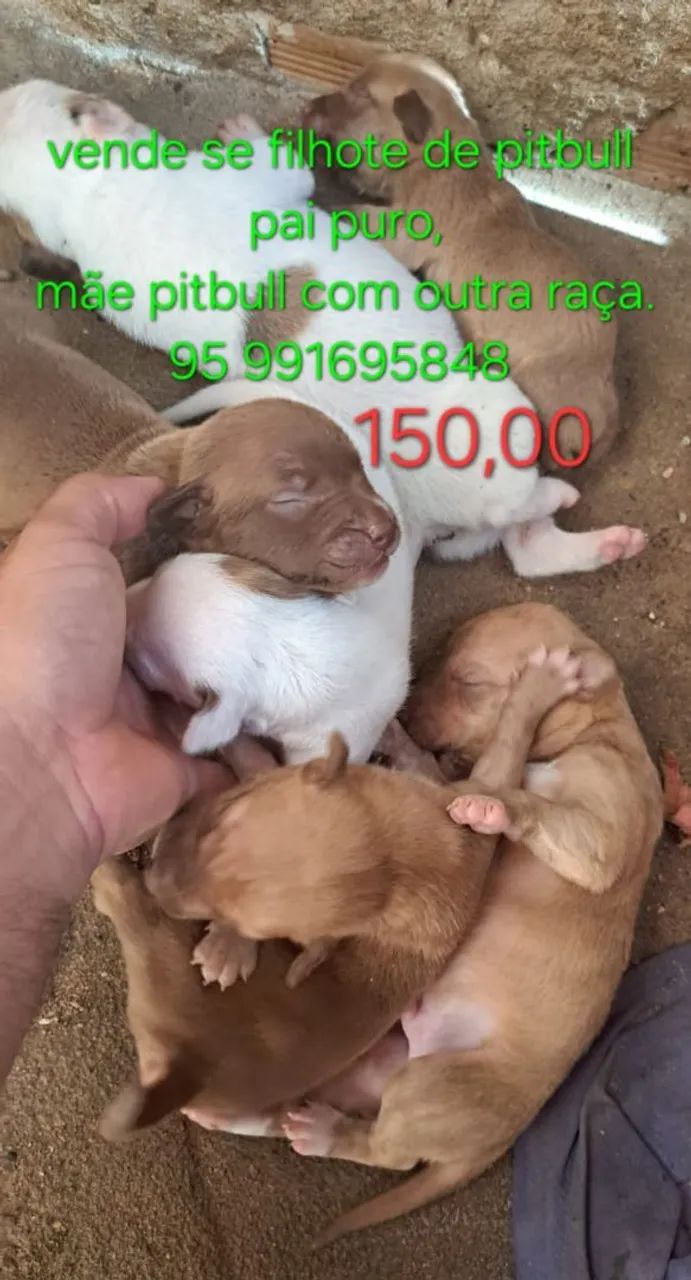 Vende-se filhotes de pitbull pai puro,mãe pitbull com outra raça 