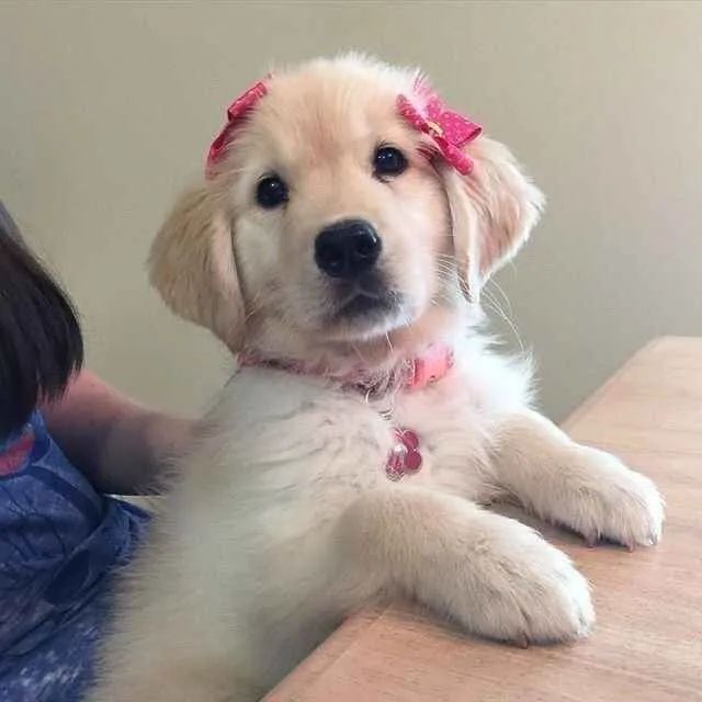 Filhote , Nada se compara ao amor sincero de um filhote!