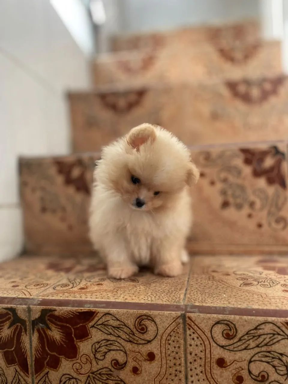 Spitz alemão ursinho - Foto 2