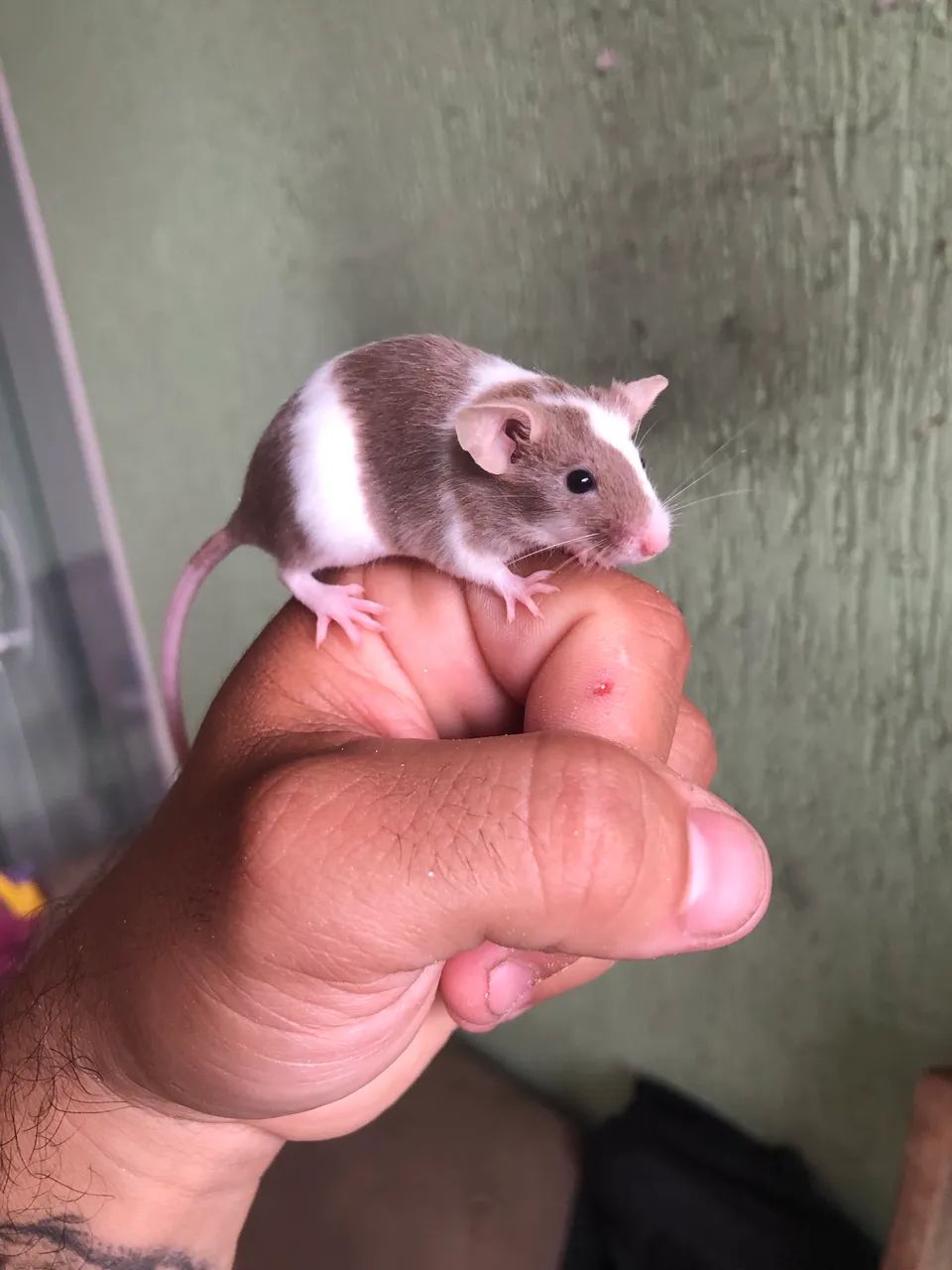 Camundongo Topodongos