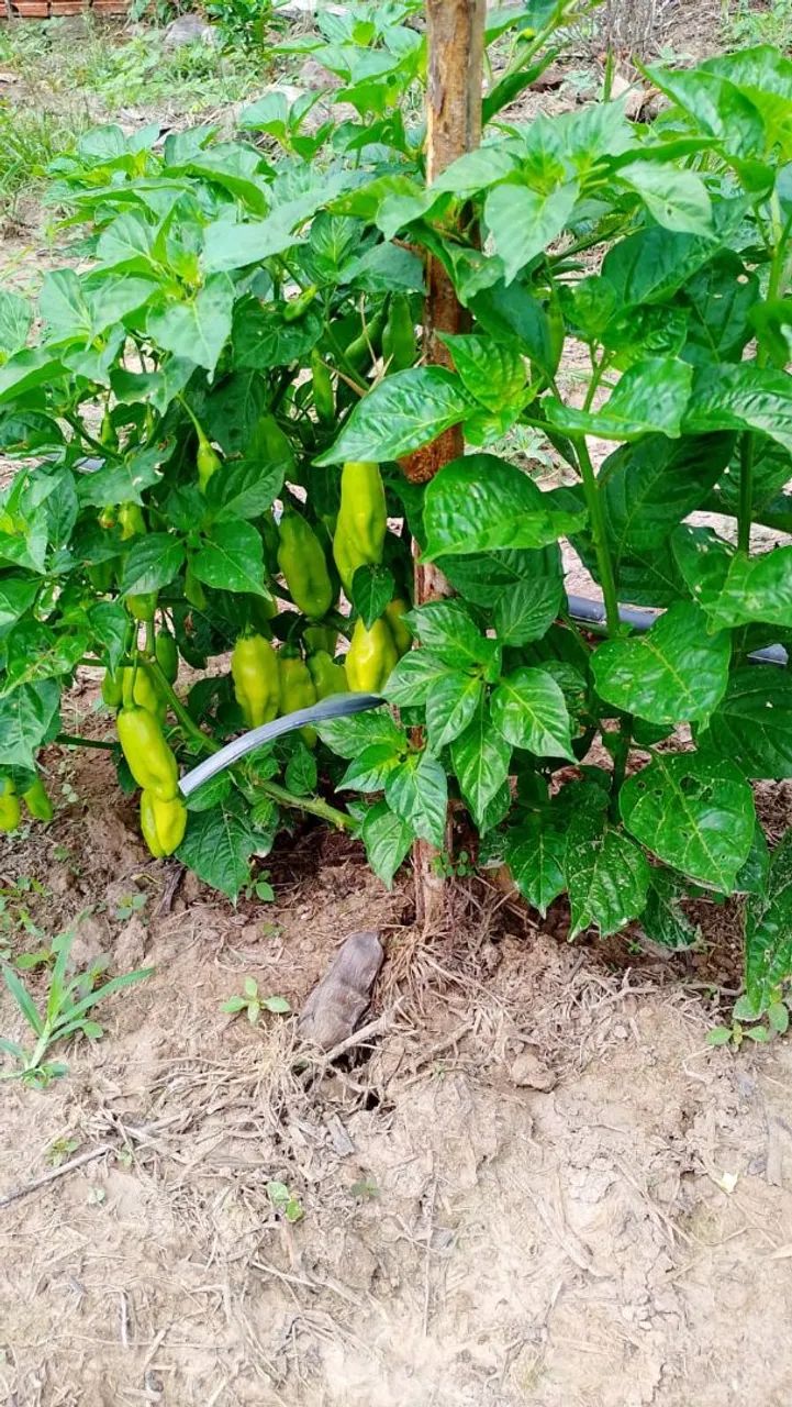 Pimenta de Cheiro - Foto 3