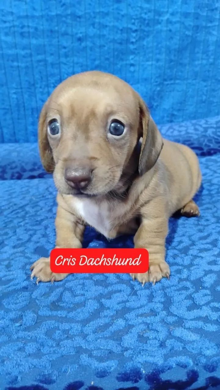 Basset  - Foto 5