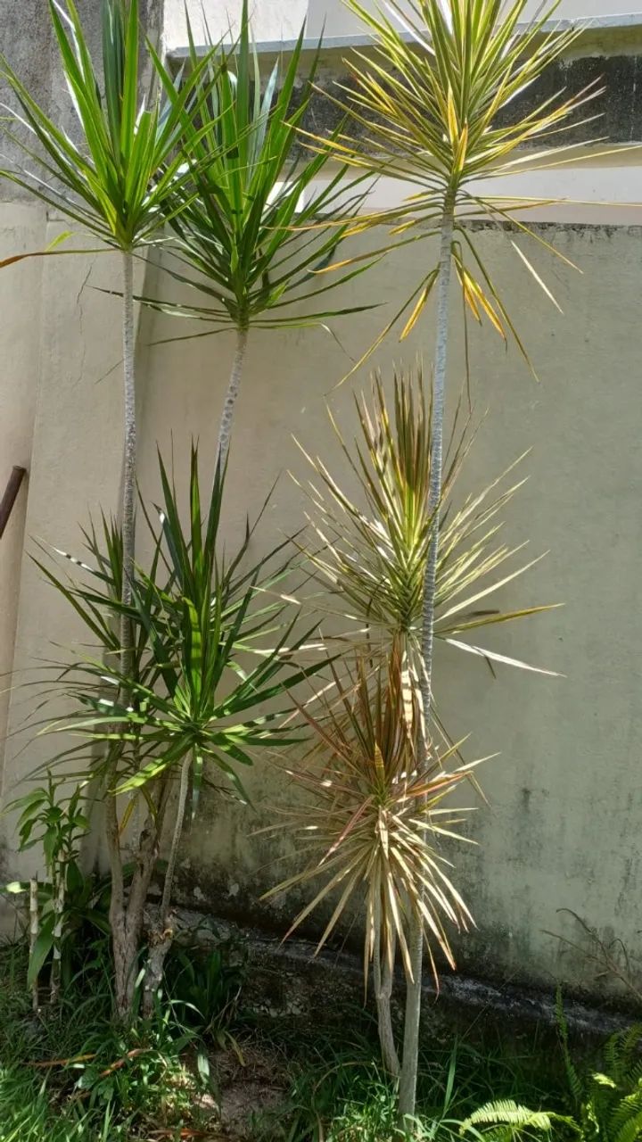 Muda de Bambu chinês - Foto 3
