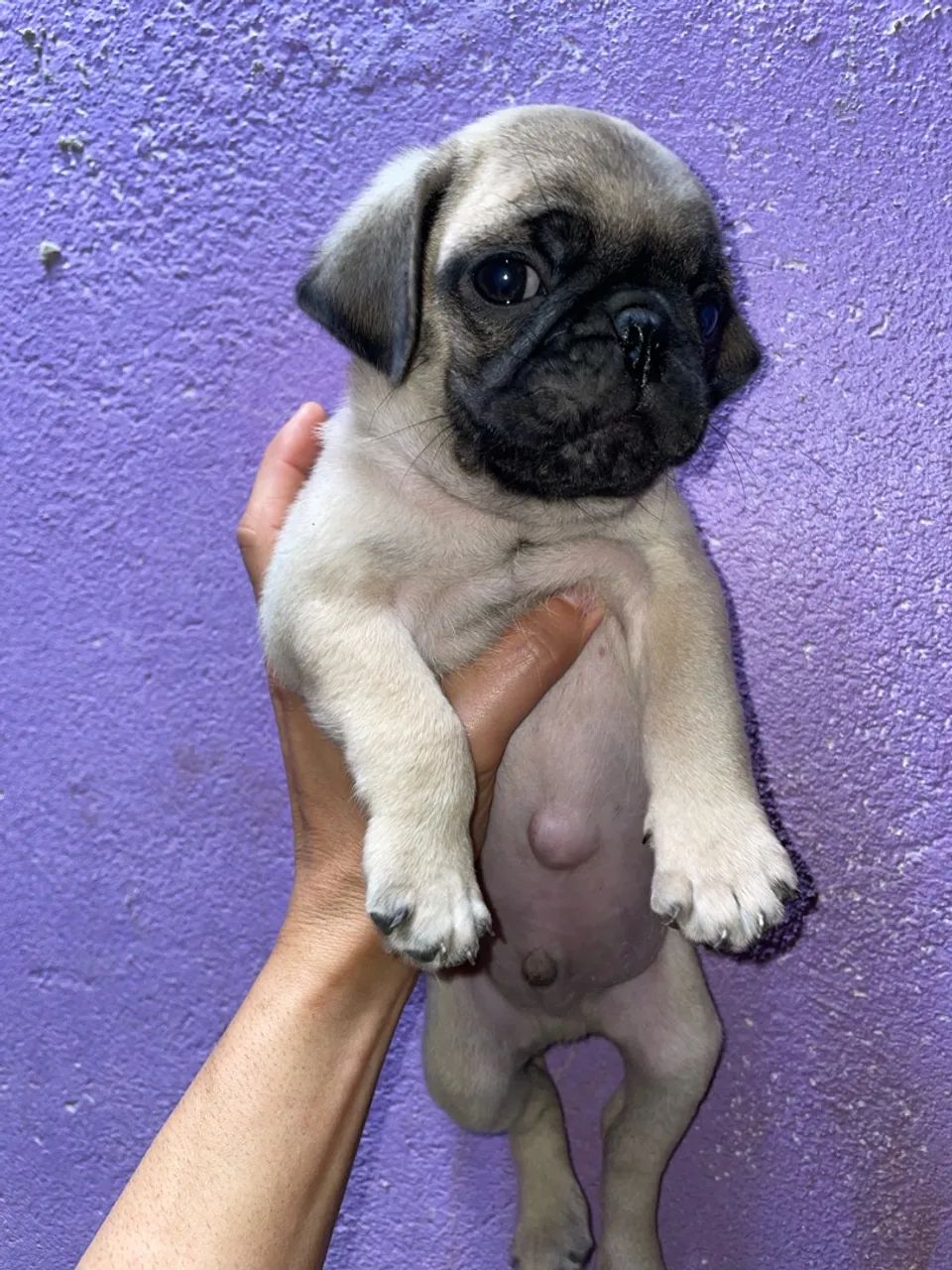 Pug macho  - Foto 3
