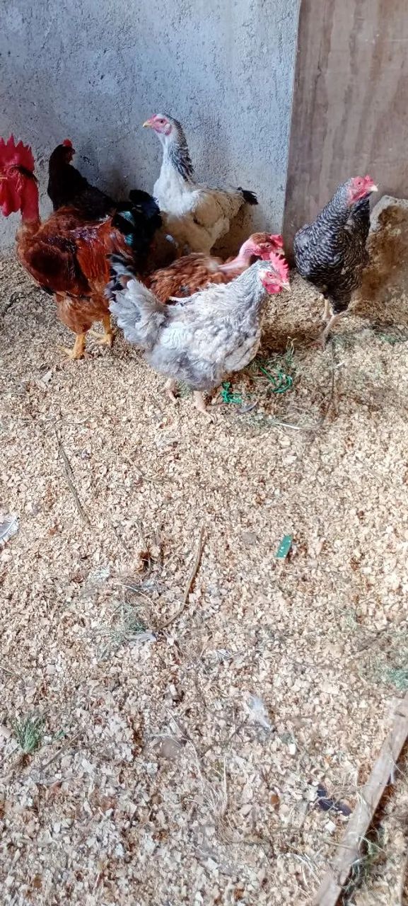 Lote de galinhas com galo polaco  - Foto 3