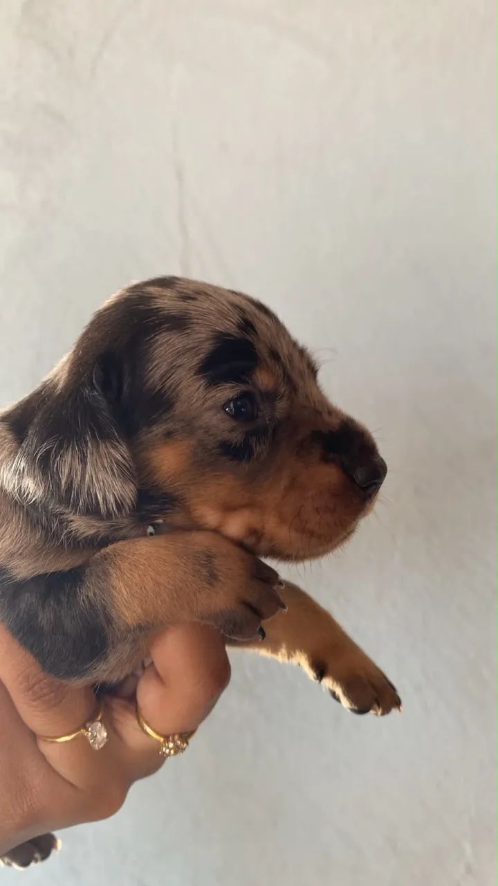 Cachorro salsicha mofado  - Foto 4