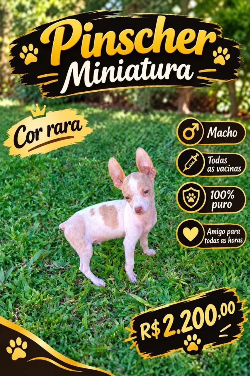 PINSCHER MINIATURA  - Foto 5