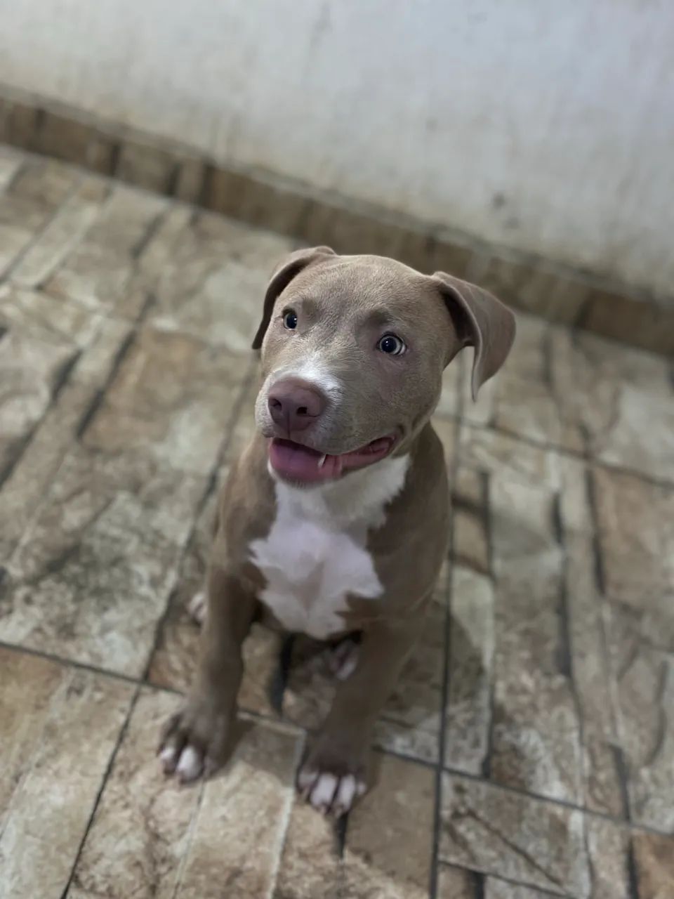 Pitbull  - Foto 4