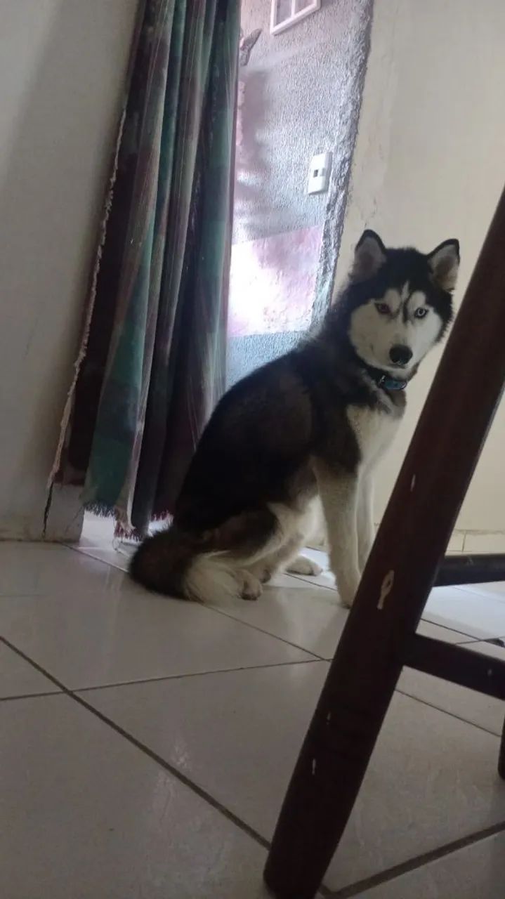 Husky Siberiano, macho 1 ano