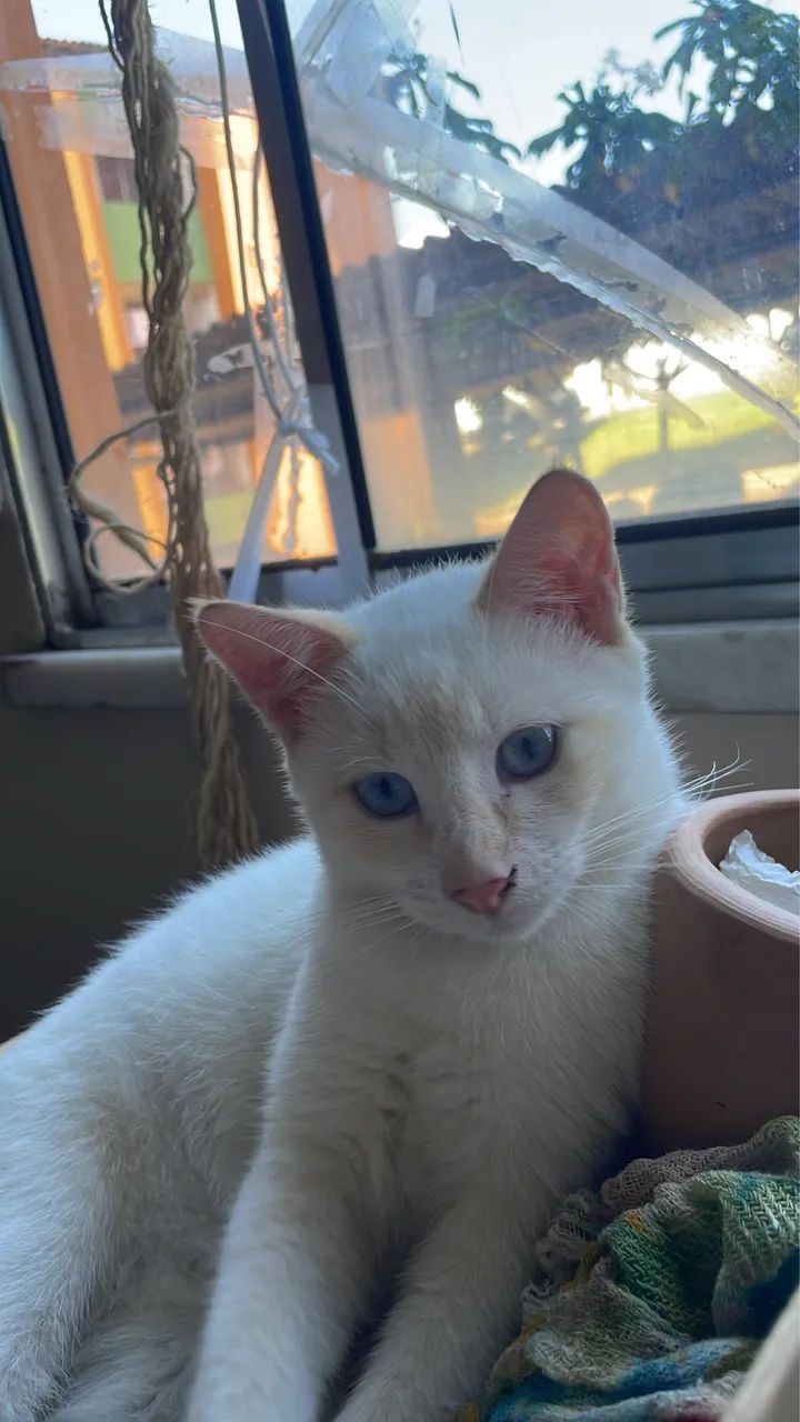 gato macho para adoção  - Foto 5