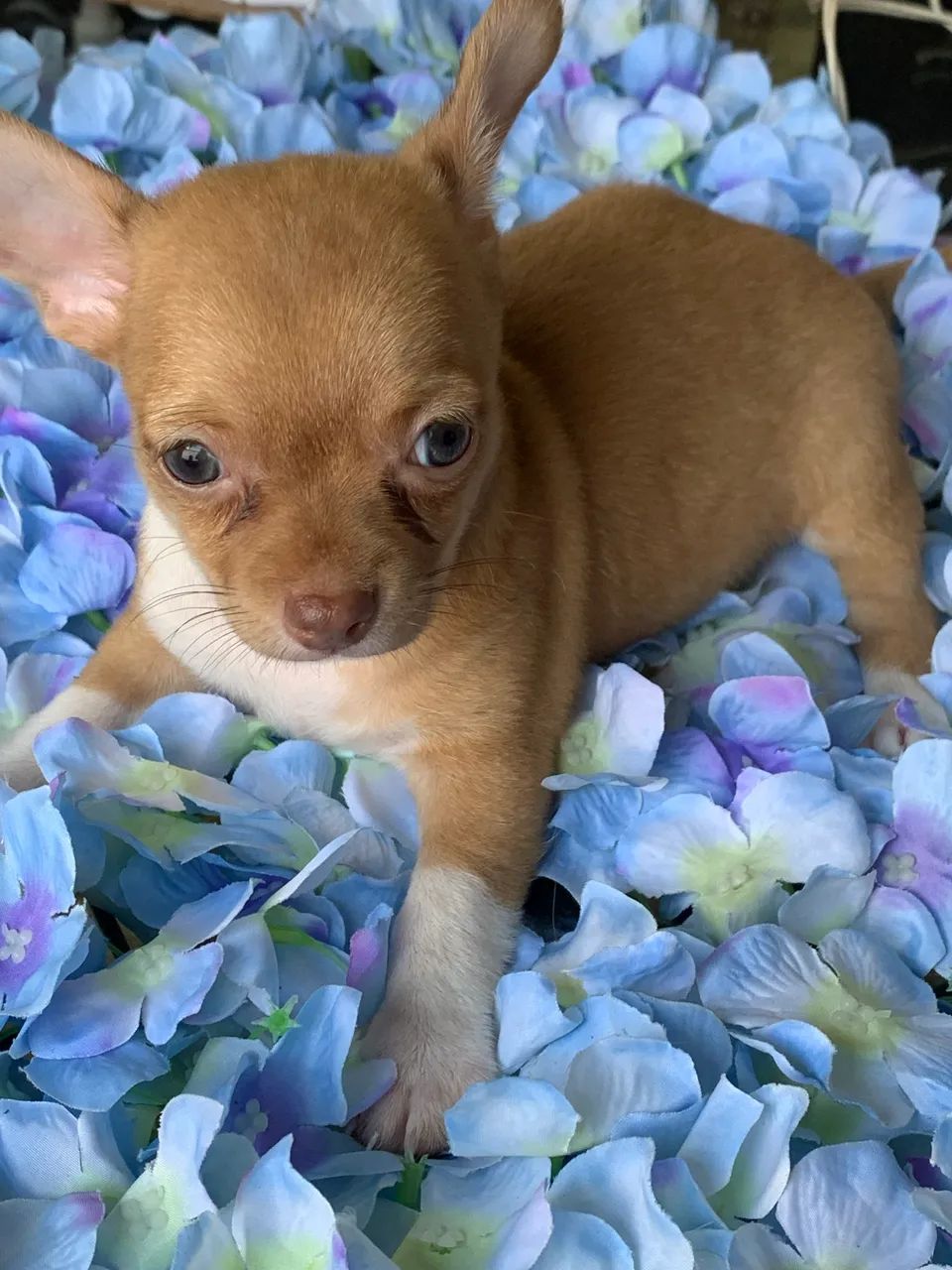 Chihuahua  - Foto 4