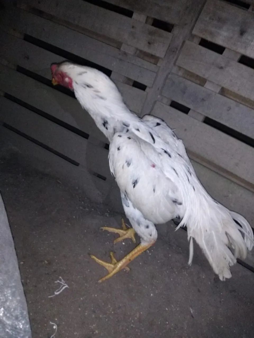 Galo Indio  - Foto 3
