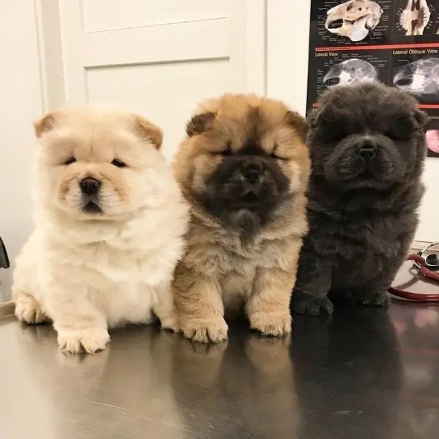 chow chow  é reservado.