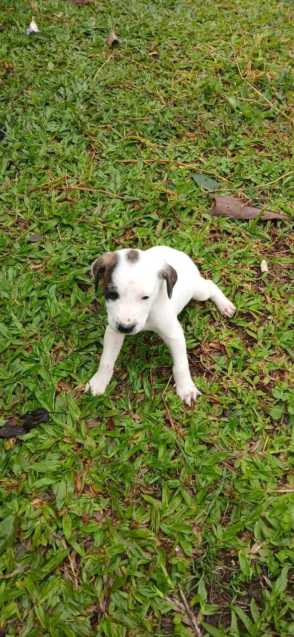 Doação de cachorro macho 45 dias