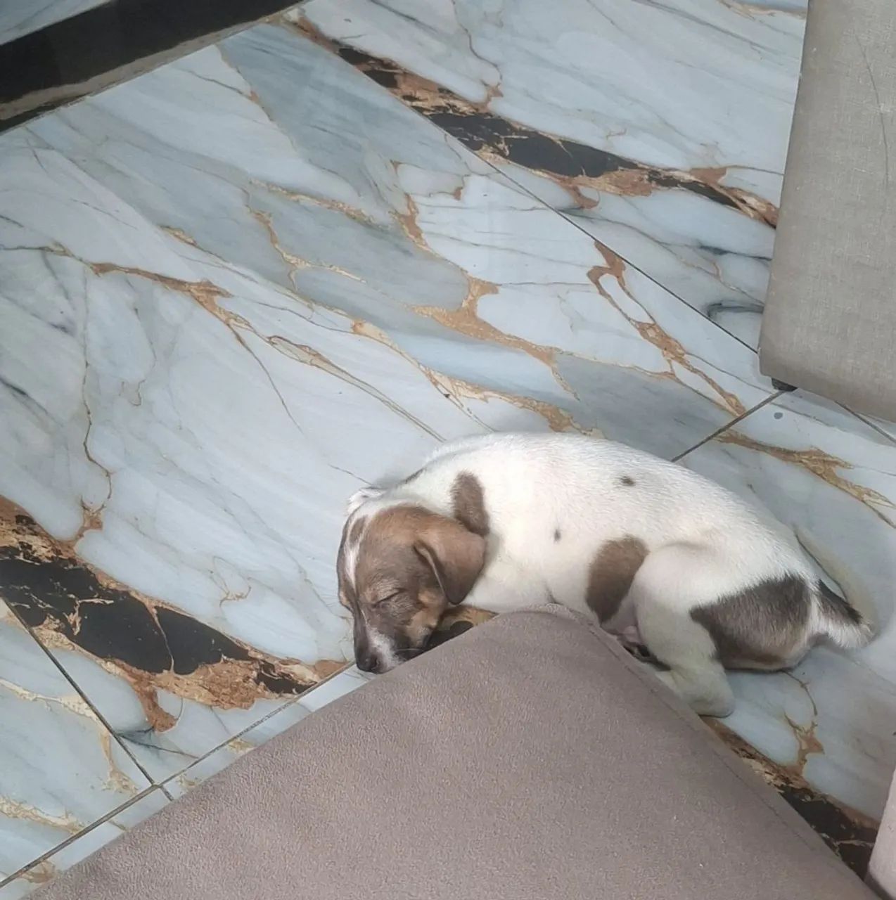Cachorro - Foto 3