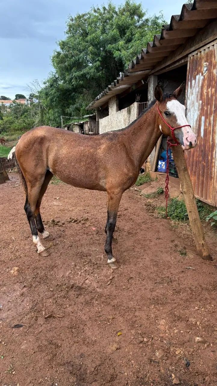 Potra quarto de milha gunner  - Foto 4