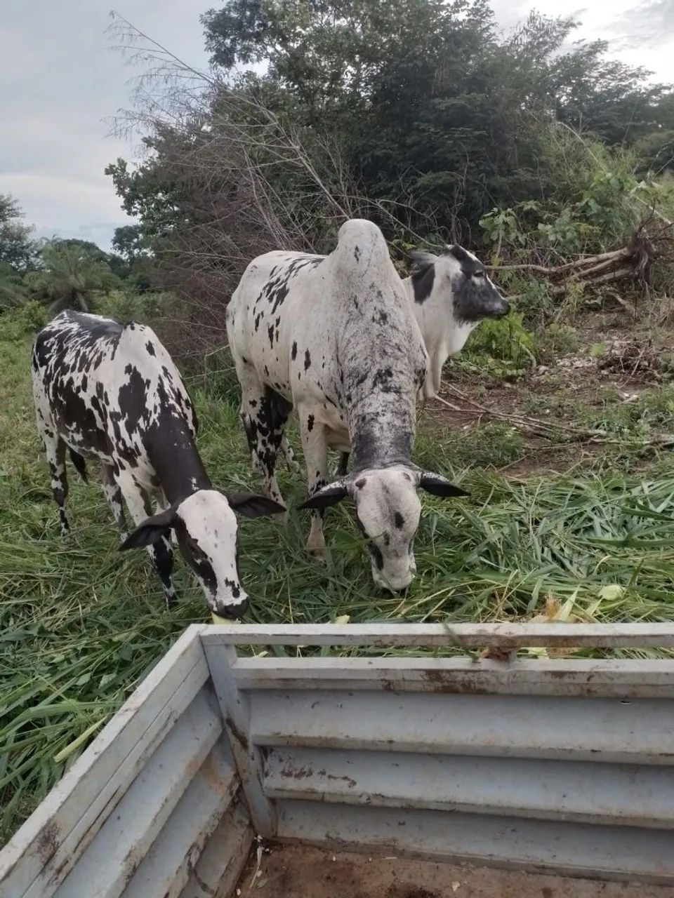 Vende-se boi Nelore pintado de 4 anos - Foto 4