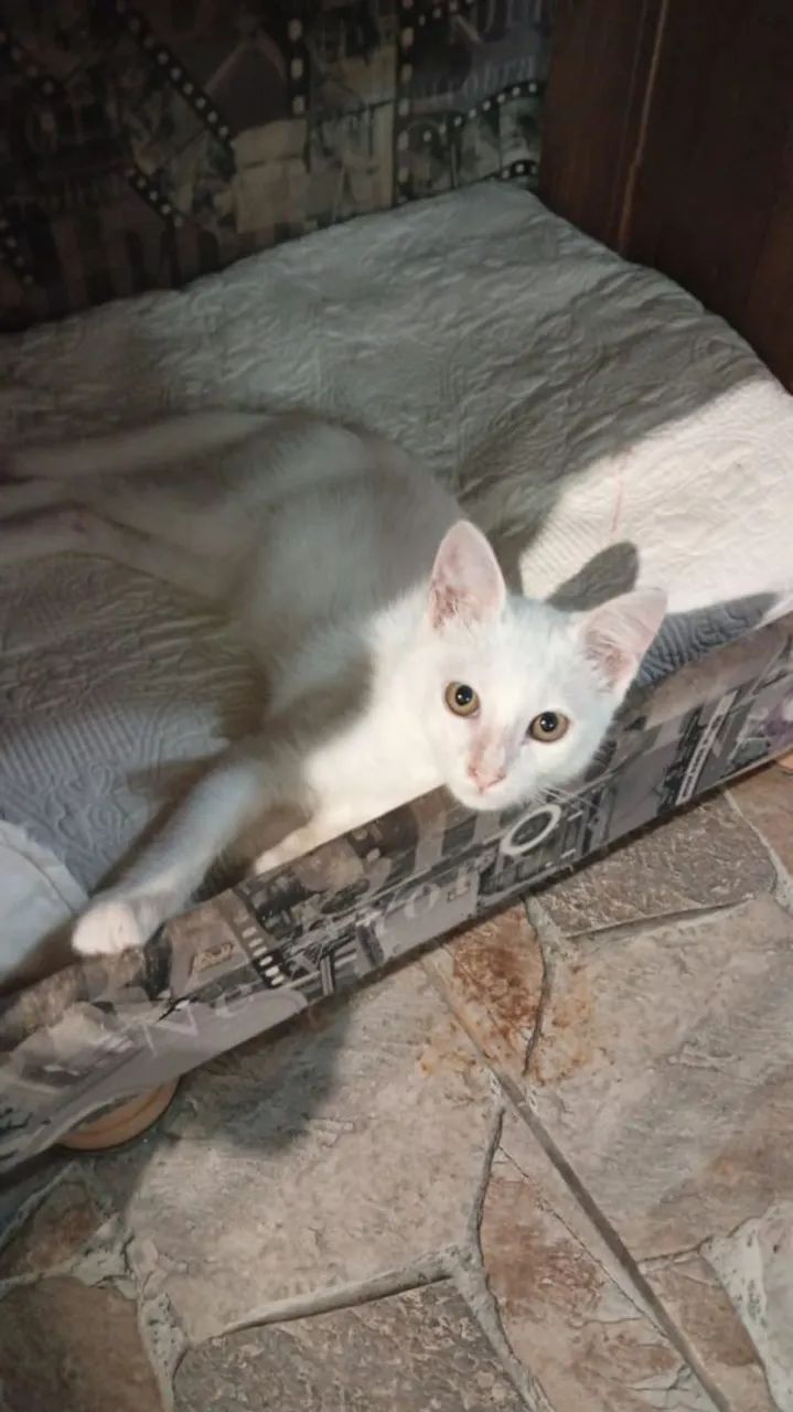 Lindo gatinho macho 3 meses  - Foto 2