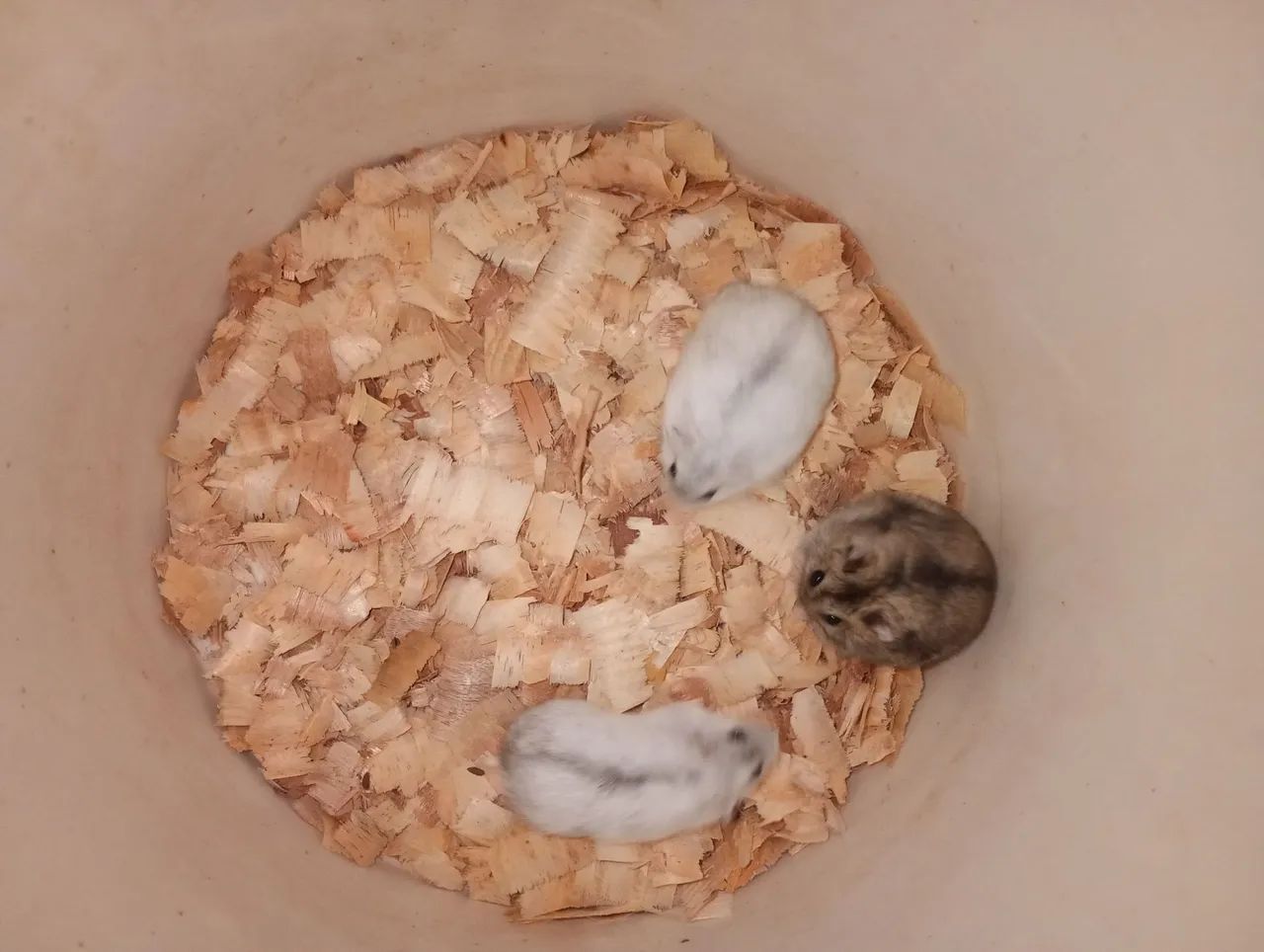 Hamster  - Foto 2