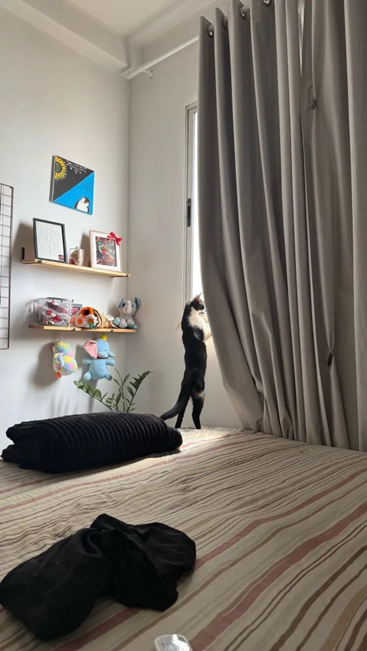 DOAÇÃO DE GATINHO - Foto 2