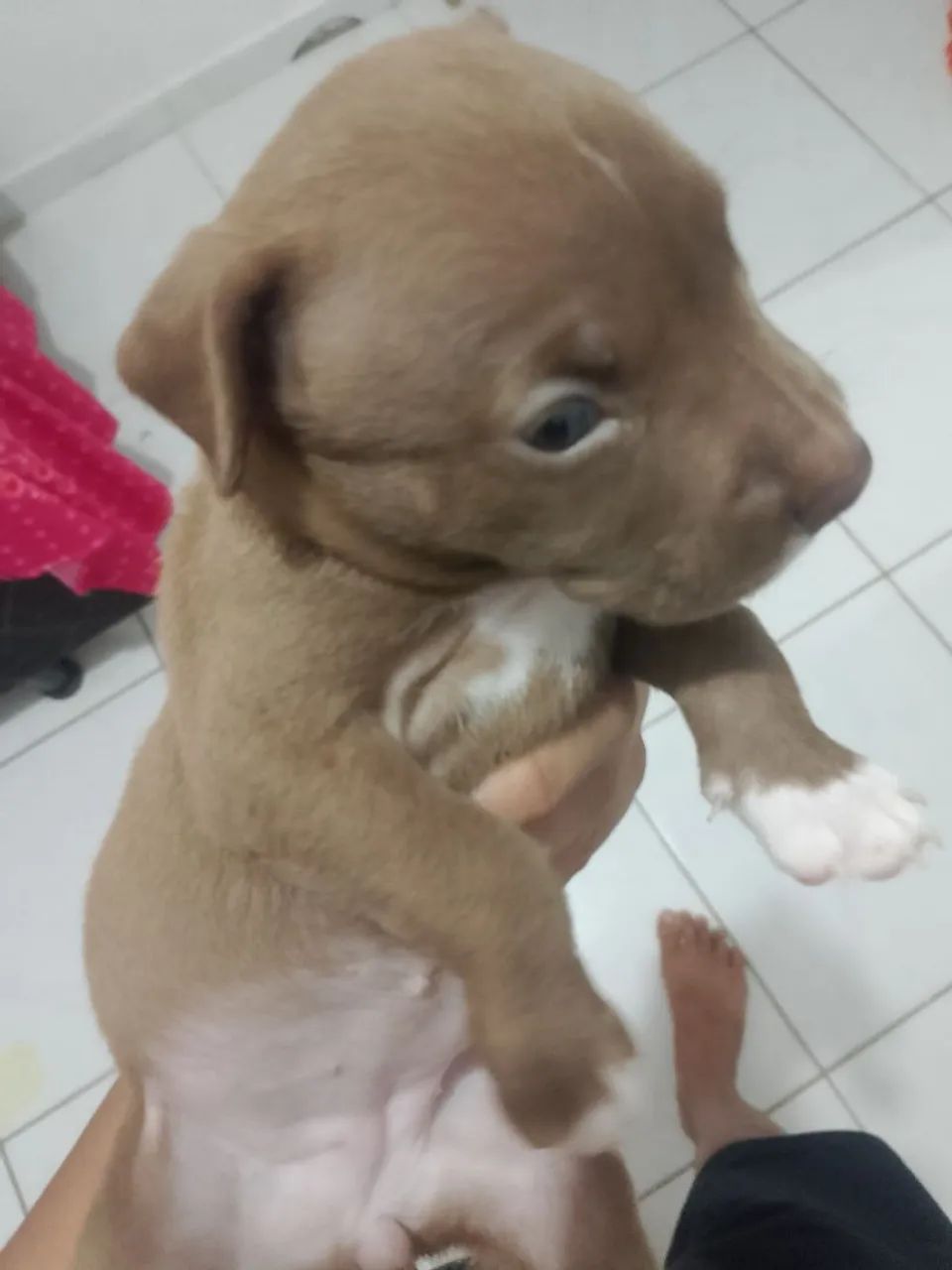 Pitbull - Foto 2