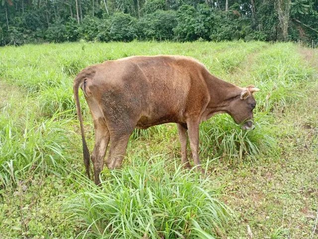 Vaca Jersey  - Foto 4