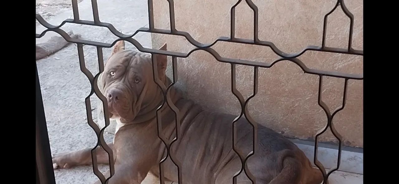 Pit Monster Macho  - Foto 3