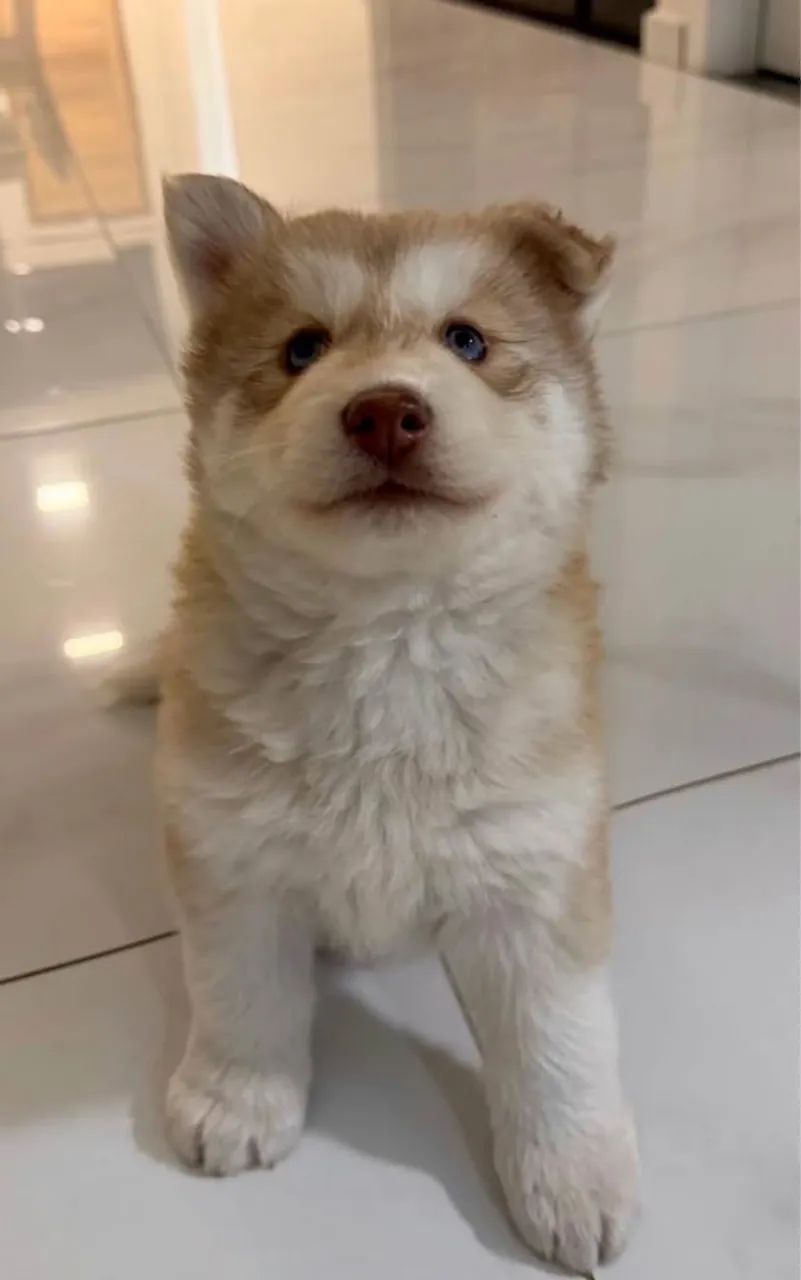 Cachorro bebê para doação 