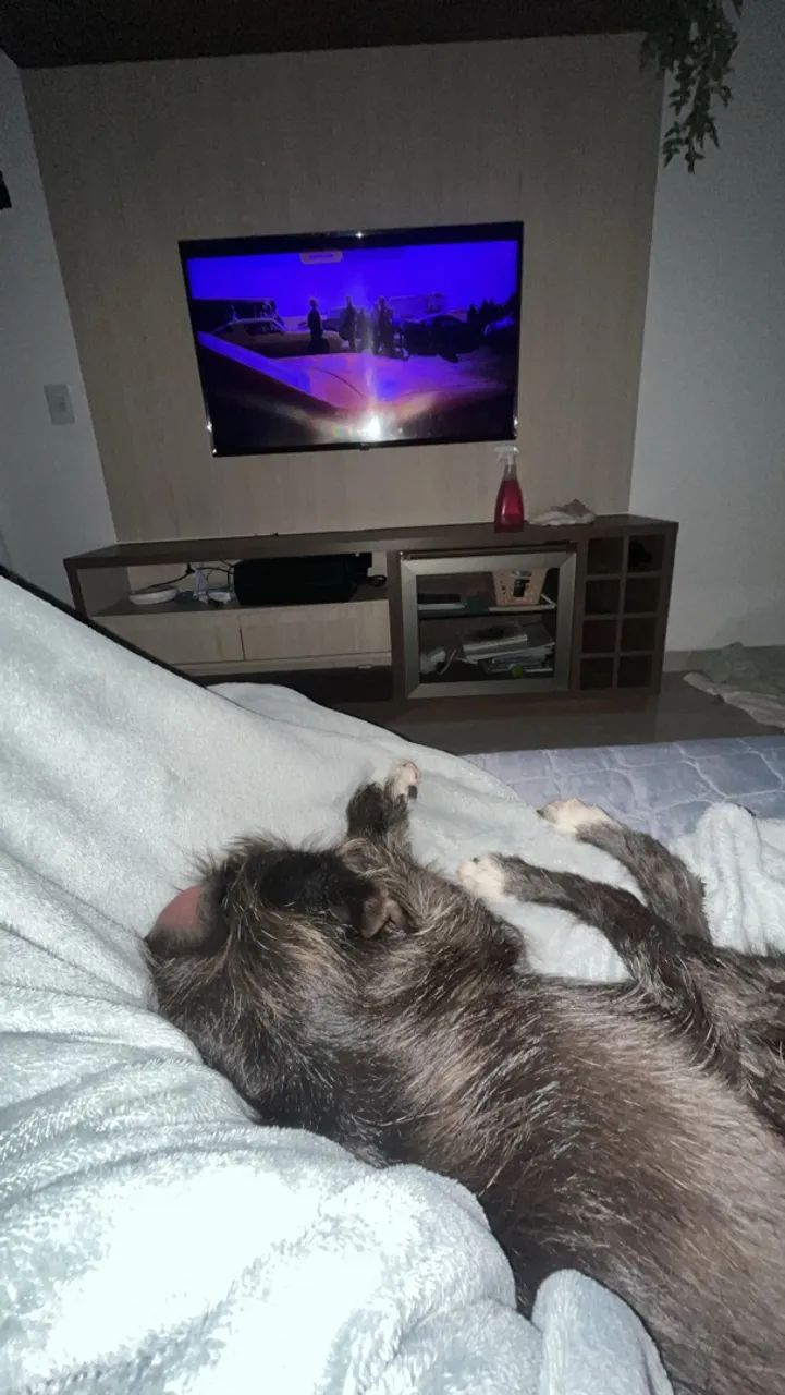 DOA-SE dois cachorros dóceis e tranquilos  - Foto 4