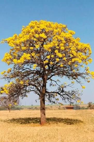Mudas de ipê amarelo caraíba  - Foto 2