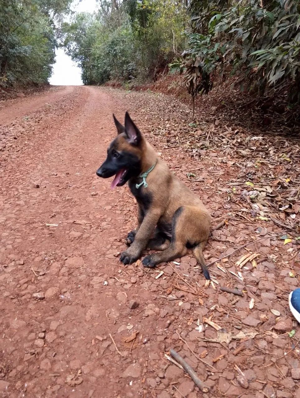 Cachorros  - Foto 2