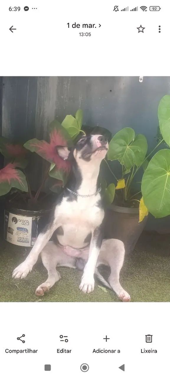 Disponível para procriação  - Foto 4
