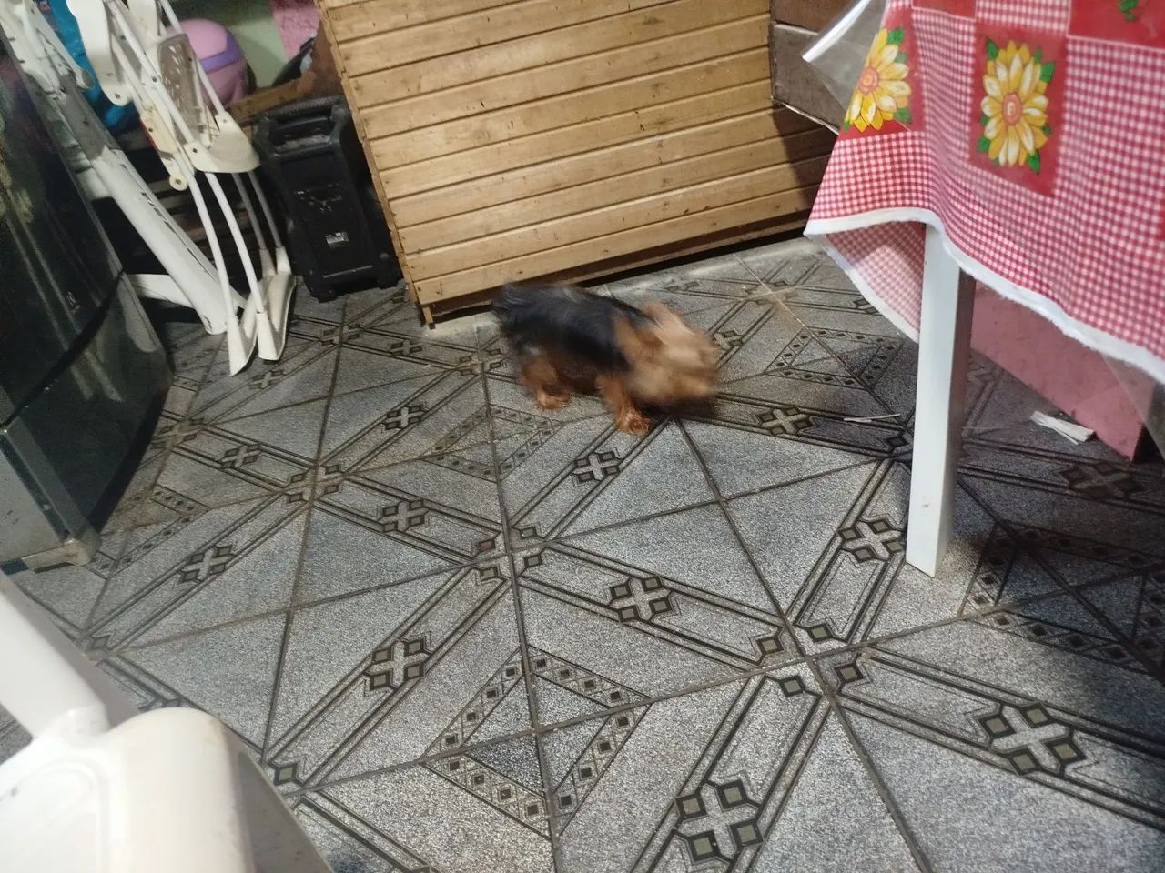 Cachorrinho yorkshire macho  - Foto 3